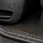 How to get rid of ants in car